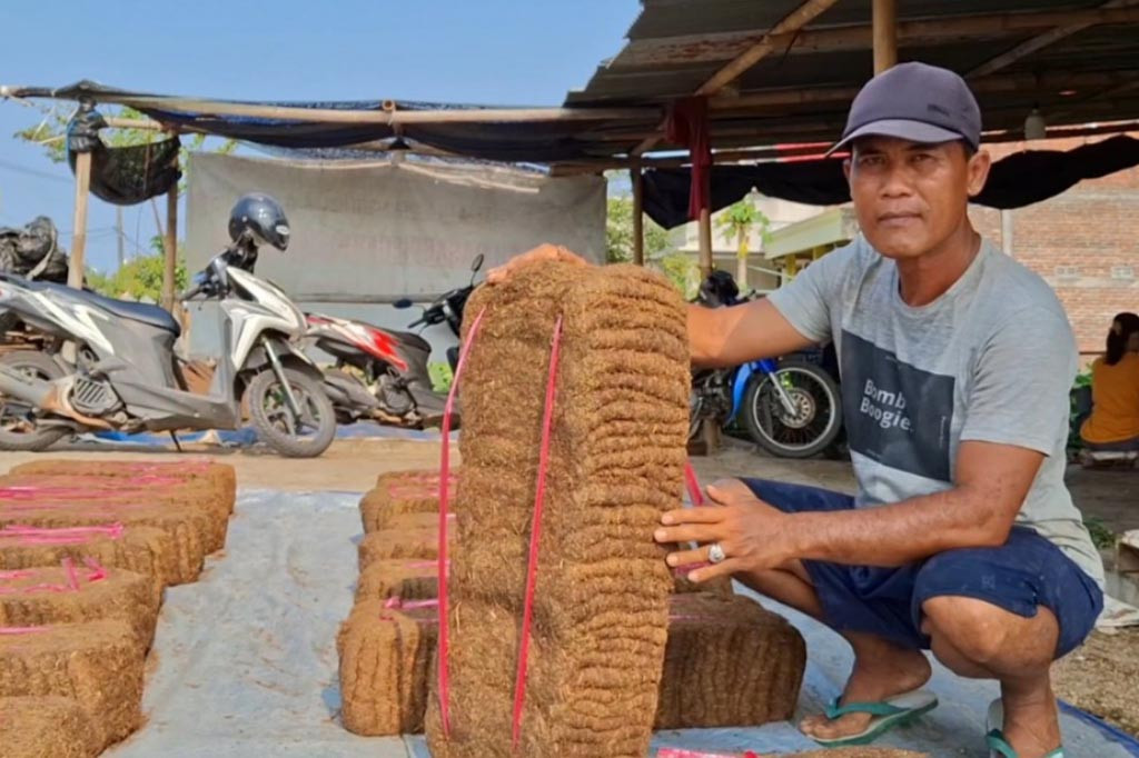 Pada saat kering tembakau pilesan akan berwarna coklat kehitaman. Setelah dipiles tembaku kemudian dijemur di atas anyaman bambu. Jika cuaca panas sepanjang hari, proses pengeringan tembakau pilesan membutuhkan waktu 2 hari.