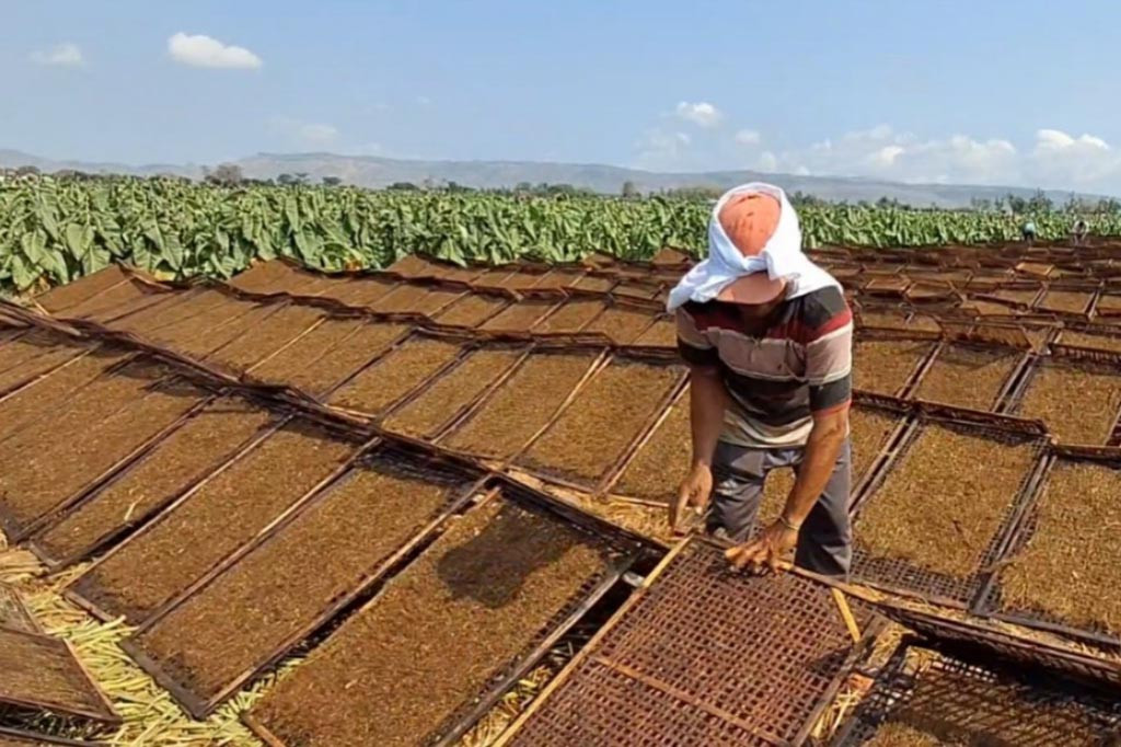 Untuk menghasilkan tembakau pilesan yang berkualitas, daun tembakau diperam selama 3 hari setelah dipanen, selanjutnya daun tembakau dirajang. Setelah dirajang tipis tembakau akan melalui proses piles atau di injak-injak. Proses inilah yang membedakan dengan pengolahan tembakau biasa.