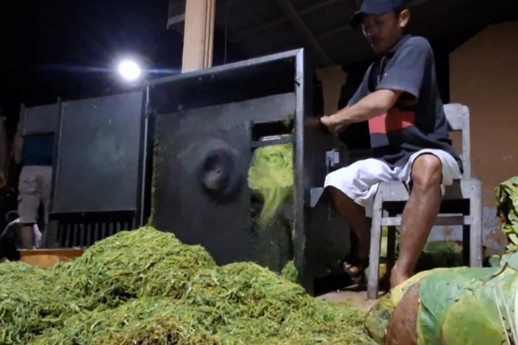 Dikenal sebagai daerah penghasil tembakau, Tulungagung, Jawa Timur, saat ini memasuki masa panen raya tembakau. Selain dijual dalam bentuk daun basah kepada para pedagang, saat ini para petani juga banyak yang mengolah hasil panen mereka sendiri-sendiri, salah satunya adalah dengan mengolahnya menjadi tembakau pilesan.