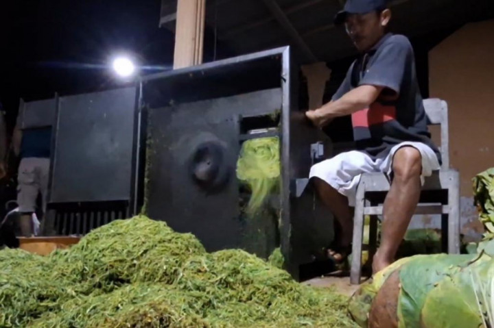 Dikenal sebagai daerah penghasil tembakau, Tulungagung, Jawa Timur, saat ini memasuki masa panen raya tembakau. Selain dijual dalam bentuk daun basah kepada para pedagang, saat ini para petani juga banyak yang mengolah hasil panen mereka sendiri-sendiri, salah satunya adalah dengan mengolahnya menjadi tembakau pilesan.