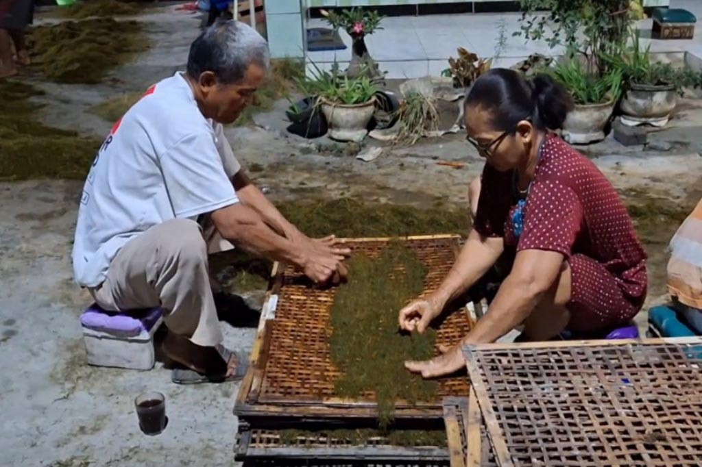Bagi para petani tembakau di Desa Gempolan, Kecamatan Pakel, Tulungagung, Jawa Timur, pada musim panen tahun 2024 ini mengolah hasil panen sendiri dinilai lebih menguntungkan dibanding menjual daun tembakau basah. Salah satu produk pengolahan tembakau yang banyak diminati adalah tembakau pilesan.