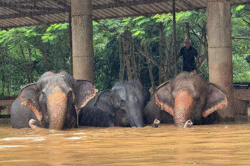 Sementara itu, operasi pencarian dan penyelamatan telah diluncurkan setelah dua gajah tenggelam akibat banjir di Elephant Nature Park di Chiang Mai, salah satu kota yang terkena dampak paling parah.