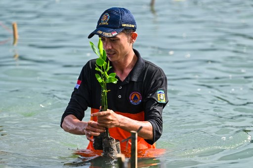 Dia menambahkan, tanaman mangrove yang tumbuh dengan baik dinilai mampu menjadi penahan dalam meminimalisir dampak risiko bencana serta juga mampu menjaga ekosistem laut dan pesisir dari bencana.