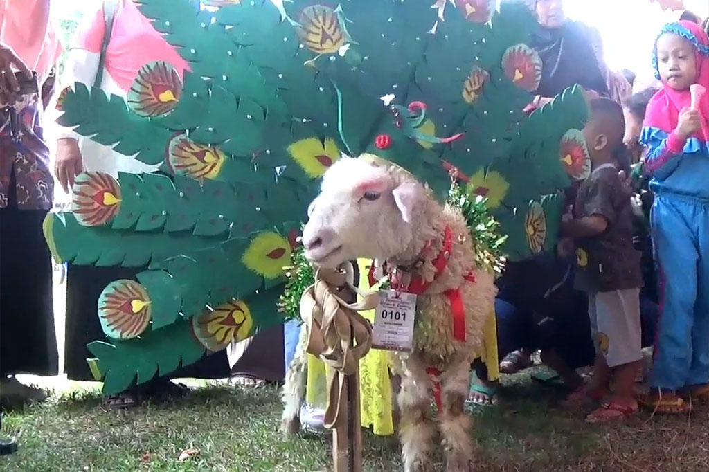 Fashion show unik yang khusus untuk para domba tersebut digelar di Desa Jatimulyo, Kecamatan Petanahan, Kebumen, Kamis, 10 Oktober 2024. Ratusan jenis domba milik para peternak lokal ikut dalam perlombaan yang baru pertama kali digelar ini.