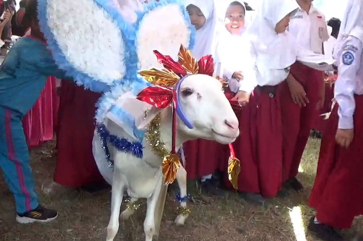 Domba-domba yang ikut dalam fashion show ini tampak mengenakan berbagai macam kostum unik untuk menarik hati dewan juri. Bahkan, ada yang didandani seperti seorang ratu dan raja dengan mahkota yang dipakaikan di kepalanya.