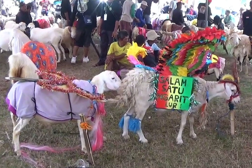 Fashion show biasanya diikuti oleh model yang berlenggak-lenggok di atas catwalk. Namun berbeda halnya di Kabupaten Kebumen, Jawa Tengah, fashion show justru diikuti ratusan domba yang memamerkan kecantikannya.