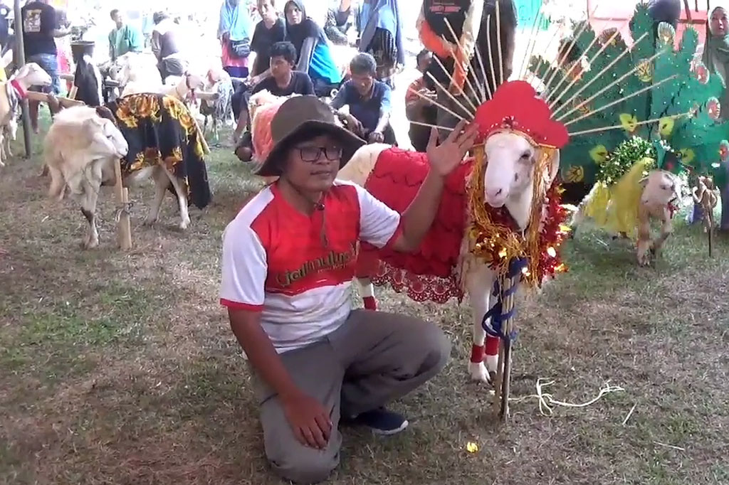 Lomba fashion show domba tersebut digelar untuk memperingati satu abad Desa Jatimulyo dan memperkenalkan Desa Jatimulyo sebagai salah satu sentra peternakan domba yang ada di Kabupaten Kebumen. Selain itu, lomba fashion show ini digelar untuk mengangkat inovasi dari peternakan domba yang ada di desa setempat.