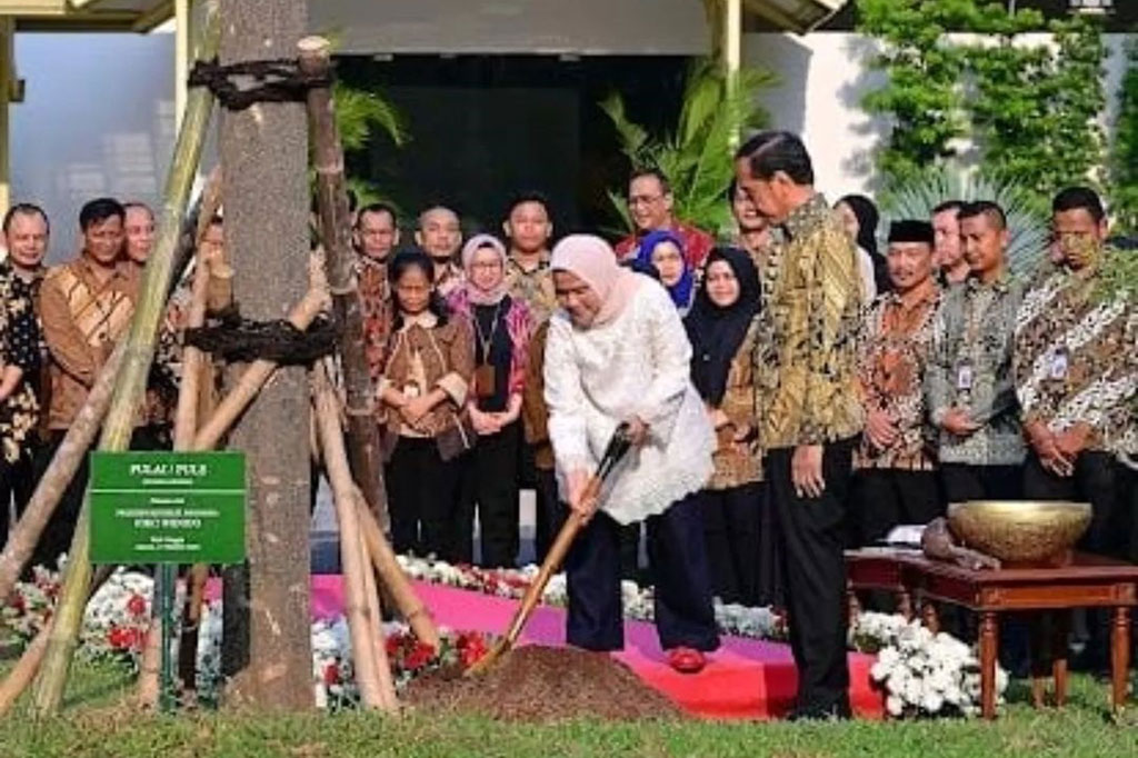Pohon flamboyan yang ditanam oleh Ibu Iriana dikenal dengan bunganya yang cerah dan memikat, sering kali melambangkan kecantikan dan harapan.