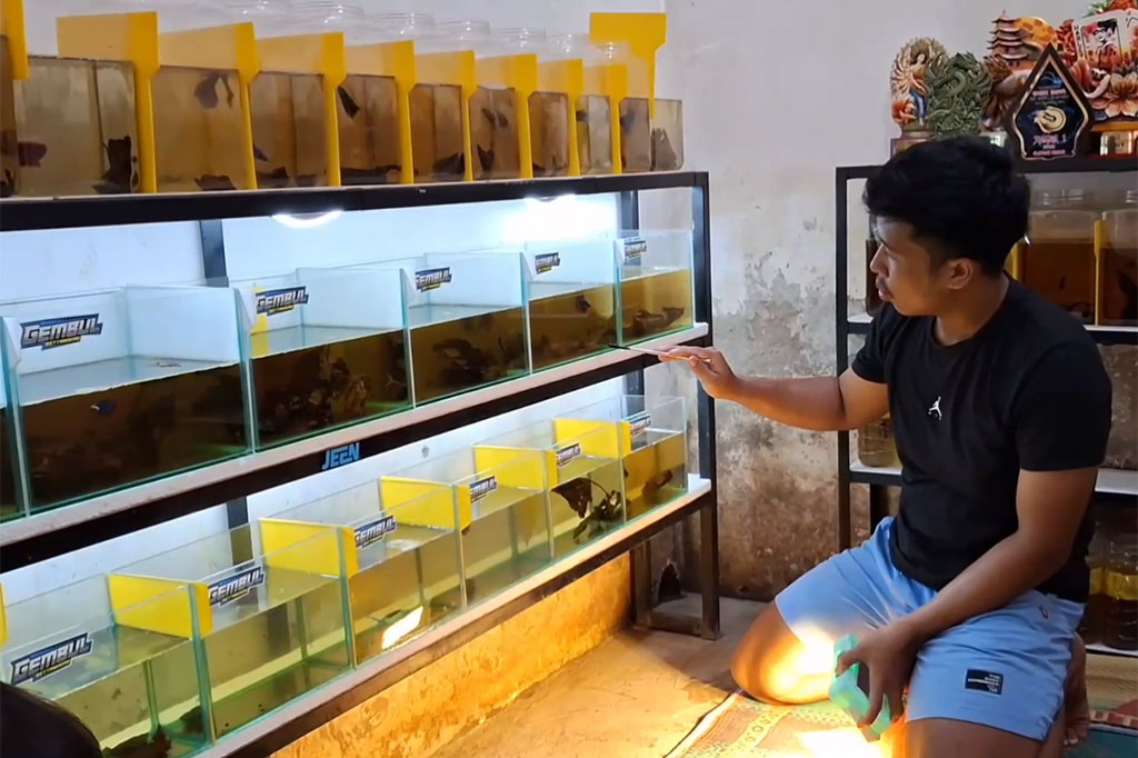 Inilah Bimantoro alias Gembul, pemuda warga Desa Gondosuli, Kecamatan Gindang, Tulungagung. Setelah lulus SMK pada 2024, pemuda 20 tahun ini kembali serius menekuni hobi ikan cupang, hingga menjadi sumber penghasilan.