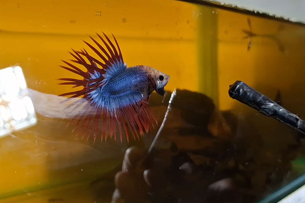 Berawal dari hobi memelihara ikan cupang, seorang pemuda di Tulungagung, Jawa Timur sukses berbinsnis ikan cupang. Dengan sering mengikuti kontes di berbagai daerah, pemuda lulusan SMK ini, setiap bulannya bisa meraup cuan jutaan rupiah.