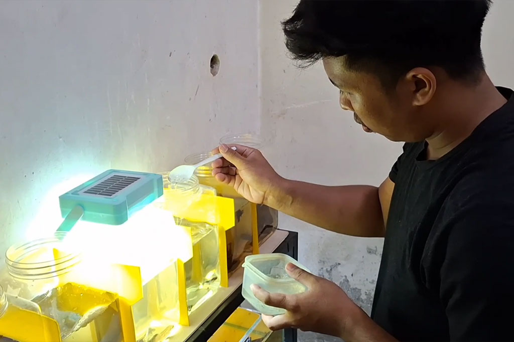 Dalam memelihara cupang, Bimantoro memilih bibit-bibit yang potensial, yang bagus dari segi warna, bentuk, dan proporsional tubuh ikan. Setelah melalui proses perawatan khusus, ikan-ikan tersebut diikutkan kontes dan juga ditawarkan melalui media sosial.