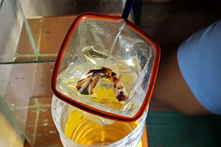 Bimantoro mengaku, dalam setiap bulannya dia mampu menjal antara 30-40 ekor cupang, dengan keuntungan bersih antara Rp5-7 juta.