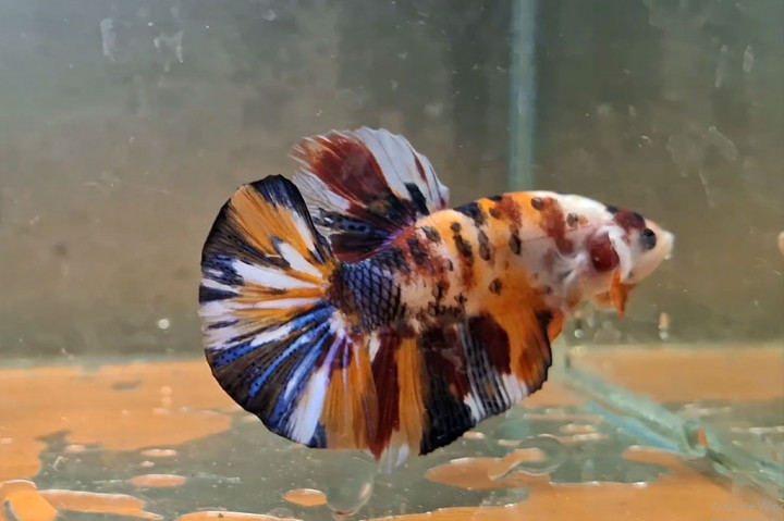 Ikan-ikan peliharaannya dijual dengan harga bervariasi. Untuk kelas bahan antara Rp50-100 ribu per ekor, sementara cupang junior usia 3-4 bulan dijual dengan harga Rp250-400 ribu per ekor. Sedangkan cupang yang siap kontes dijual dengan harga minimal Rp500 ribu. Harga tersebut akan naik berlipat jika ikan menjadi juara kontes.