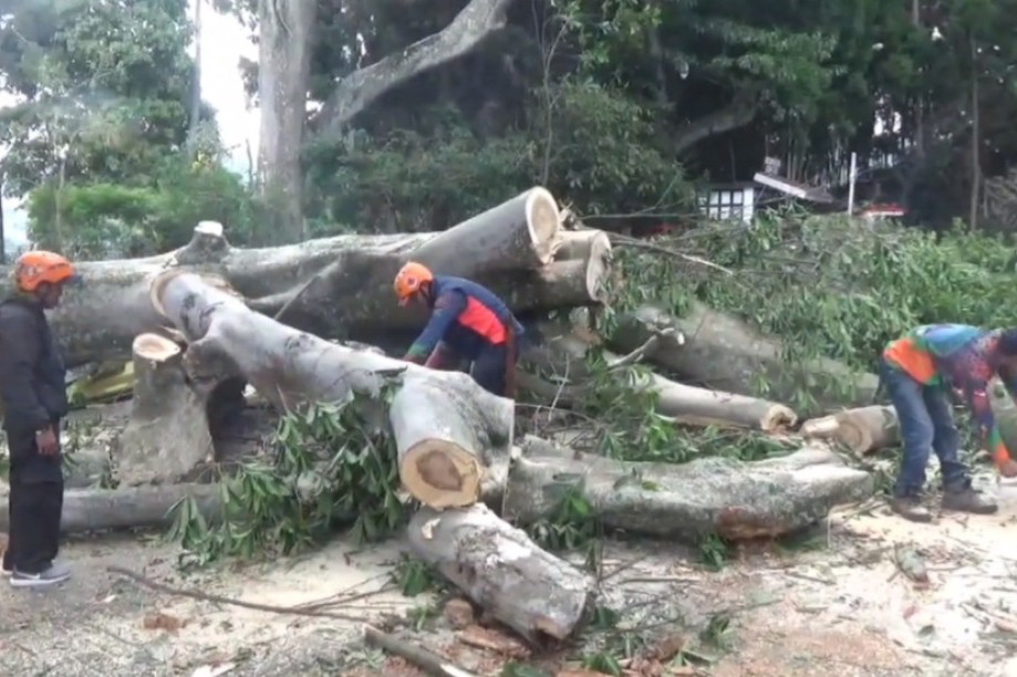 Pohon raksasa di kawasan objek wisata Lembang, Kabupaten Bandung Barat, Jawa Barat tumbang menimpa 9 kendaraan milik wisatawan. Beruntung tidak ada korban jiwa dalam peristiwa ini namun kerugian mencapai ratusan juta rupiah.