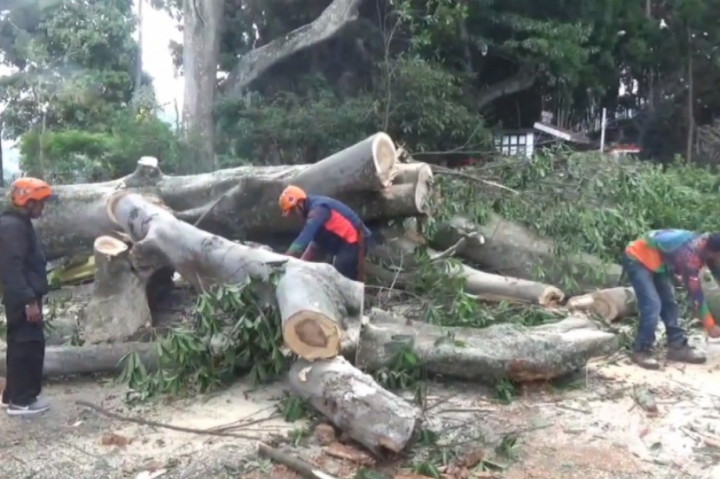 Pohon raksasa di kawasan objek wisata Lembang, Kabupaten Bandung Barat, Jawa Barat tumbang menimpa 9 kendaraan milik wisatawan. Beruntung tidak ada korban jiwa dalam peristiwa ini namun kerugian mencapai ratusan juta rupiah.