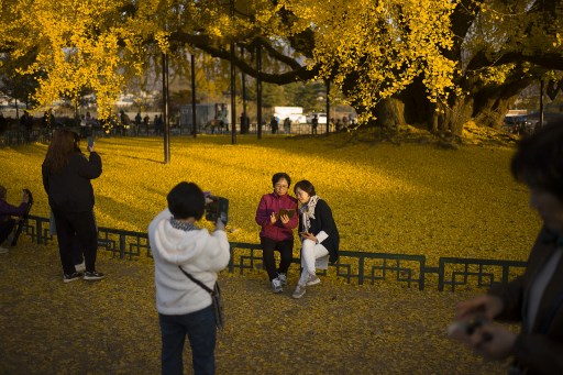 Ginkgo biloba merupakan salah satu spesies pohon tertua yang disebut sebagai 'fosil hidup'. Pohon ini tersebar luas di Korea, Jepang, dan Tiongkok. Pohon ini pertama kali diimpor ke Korea ketika Konfusianisme dan Buddhisme diperkenalkan dari Tiongkok.