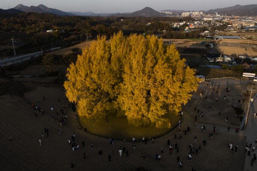 Saat ini pohon ginkgo di Korea Selatan tengah memasuki musim gugur. Pohon ginkgo memiliki daun menyerupai kipas dan warnanya berubah kuning ketika musim gugur tiba.