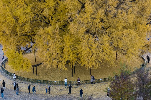 Puluhan orang pun mengunjungi pohon ginkgo yang diperkirakan berusia 800 hingga 1.000 tahun di Bangye-ri, Wonju, yang daunnya berguguran bak permadani, Selasa, 12 November 2024.