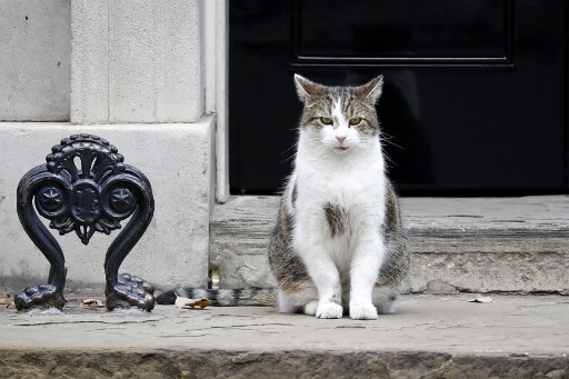 Kucing berusia 17 tahun yang dirawat oleh pegawai di Downing Street 10 itu sejak 2011 dijuluki sebagai 'Kepala Pengendali Tikus' di kediaman PM Inggris.