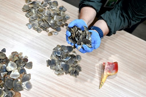 Polisi menyita sejumlah barang bukti berupa sisik trenggiling, kulit kambing hutan, kepala rusa yang tanduknya dipotong, tanduk rusa, kulit kancil, paruh burung rangkong, serta sepeda motor dan telepon seluler berbagai merek.