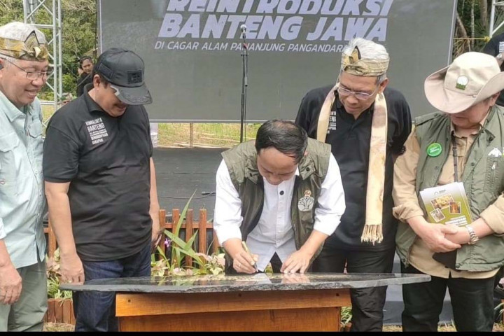 Menteri Kehutanan (Menhut) Raja Juli Antoni meresmikan Pusat Reintroduksi Banteng Jawa. Peresmian ini dilakukan pada Rabu, 11 Desember 2024, karena banteng di Cagar Alam Pangandaran sudah punah pada 2023.