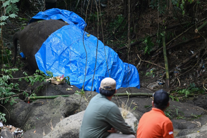 Seekor Gajah Sumatera (Elephas maximus sumatranus) koleksi lembaga konservasi Bali Zoo ditemukan mati tersangkut di dasar Sungai Cengceng, Kabupaten Gianyar, akibat terseret arus aliran Sungai Wos.