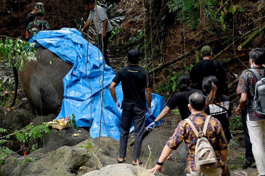 Bali Zoo saat ini sudah berkoordinasi dengan Badan Konservasi Sumber Daya Alam (BKSDA) Provinsi, Badan Penanggulangan Bencana Daerah (BPBD) Kabupaten Gianyar, dan pihak terkait lainnya untuk mengerahkan alat berat guna mengangkat tubuh Molly.