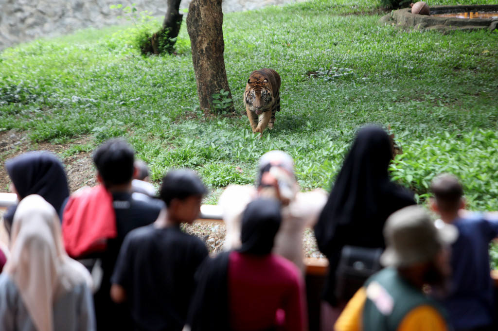 Pengunjung libur Natal tahun ini diprediksi mencapai 60.000 orang dan Tahun Baru 2025 diperkirakan sebanyak 80.000 orang.