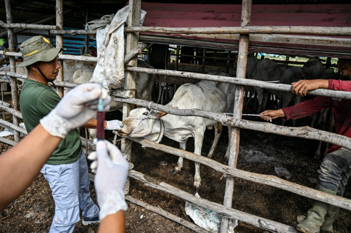 Dinas Peternakan (Disnak) Provinsi Aceh melakukan program vaksinasi hewan ternak, khususnya sapi, guna mencegah penularan penyakit mulut dan kuku (PMK) di provinsi ujung barat Indonesia itu.