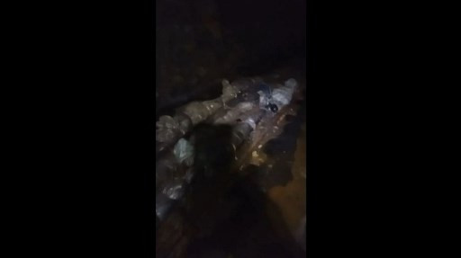 Foto tidak bertanggal yang dirilis Mining Affected Communities United in Action (MACUA) dan Stilfontein Solidarity Committee menunjukkan barisan panjang jenazah di dalam tambang di Stilfontein yang dibungkus kain kafan improvisasi.