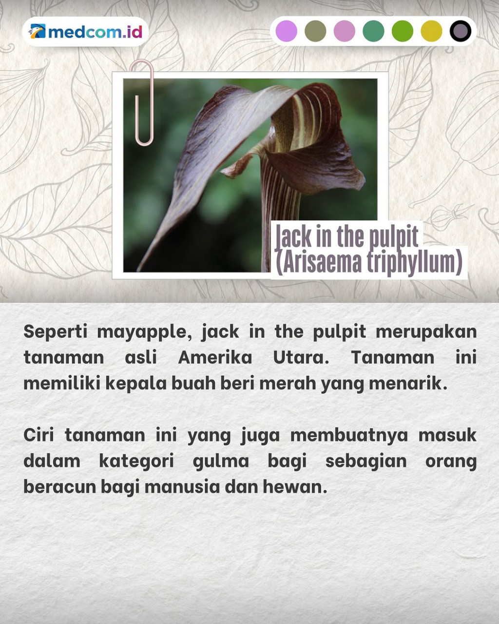 Tanaman-tanaman Liar ini tak Boleh Ditanam di Rumah