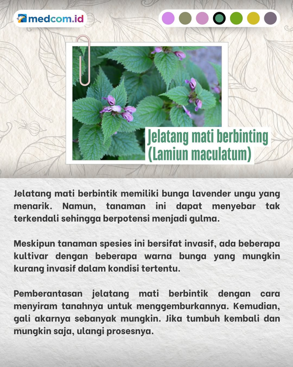 Tanaman-tanaman Liar ini tak Boleh Ditanam di Rumah