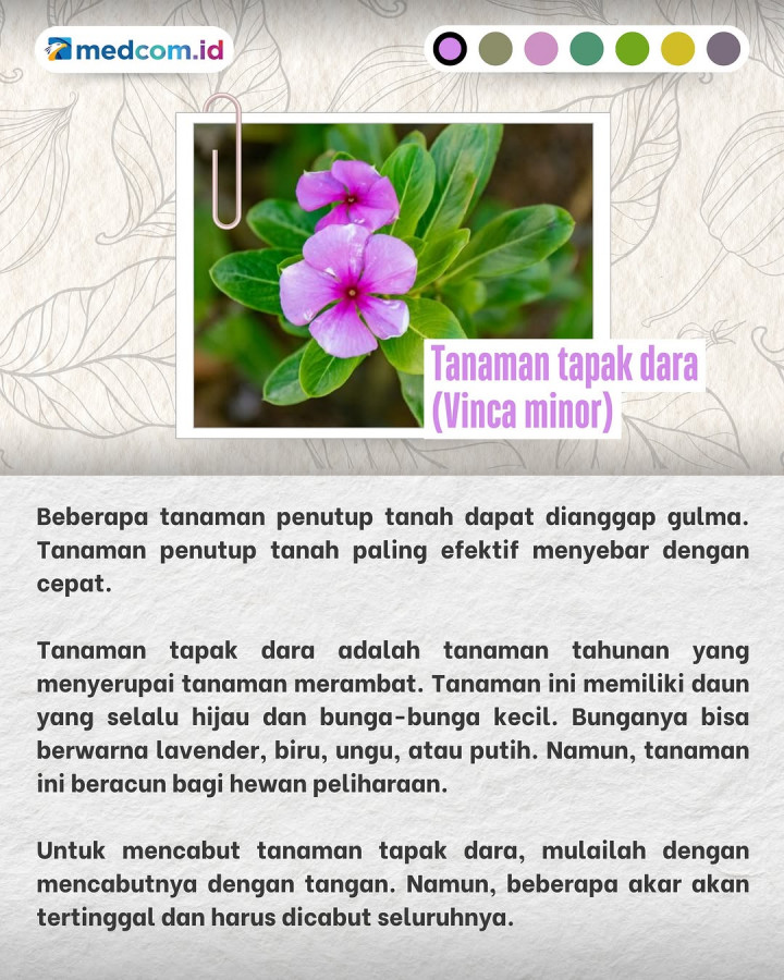 Tanaman-tanaman Liar ini tak Boleh Ditanam di Rumah