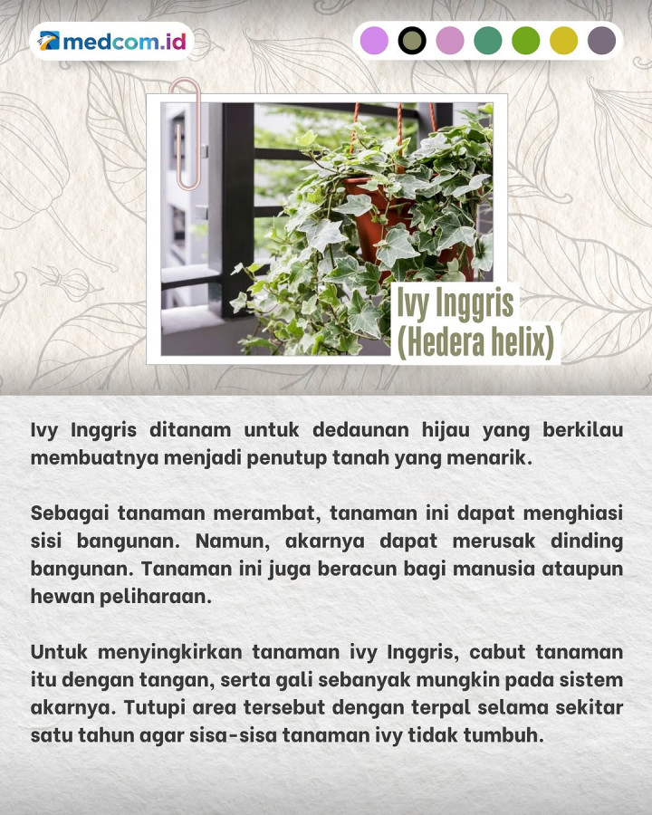 Tanaman-tanaman Liar ini tak Boleh Ditanam di Rumah