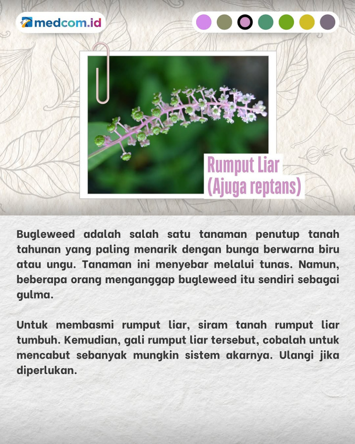 Tanaman-tanaman Liar ini tak Boleh Ditanam di Rumah