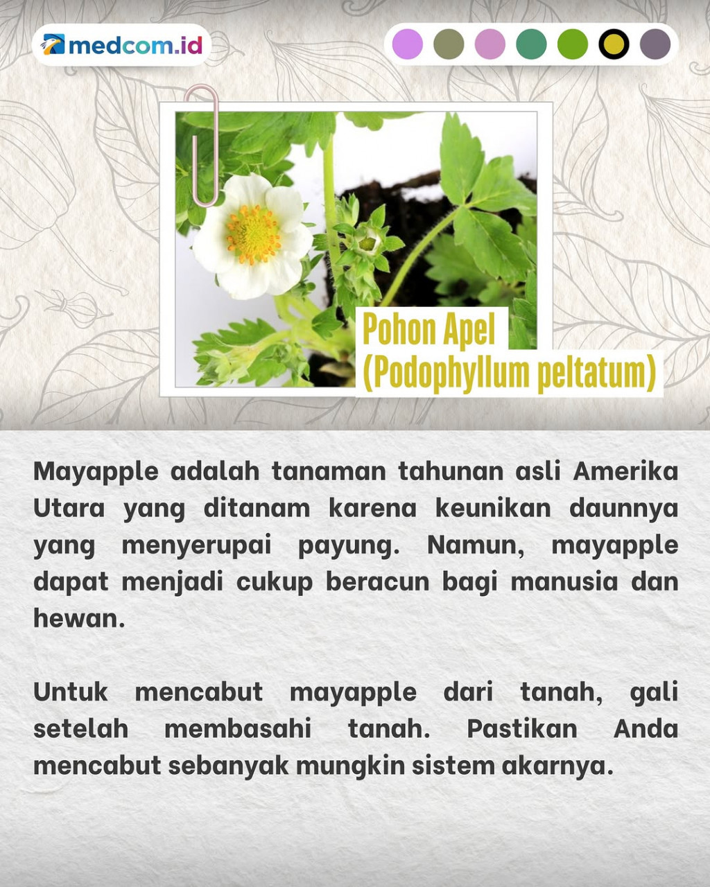 Tanaman-tanaman Liar ini tak Boleh Ditanam di Rumah