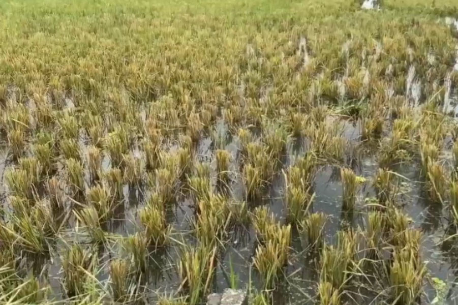 Lahan persawahan sekitar 30 hektare di wilayah Rorotan terendam banjir karena curah hujan dan juga air pasang laut. Akibat kondisi cuaca yang ekstrem tersebut membuat air sulit untuk surut hingga membuat kawasan tersebut terendam selama satu bulan.