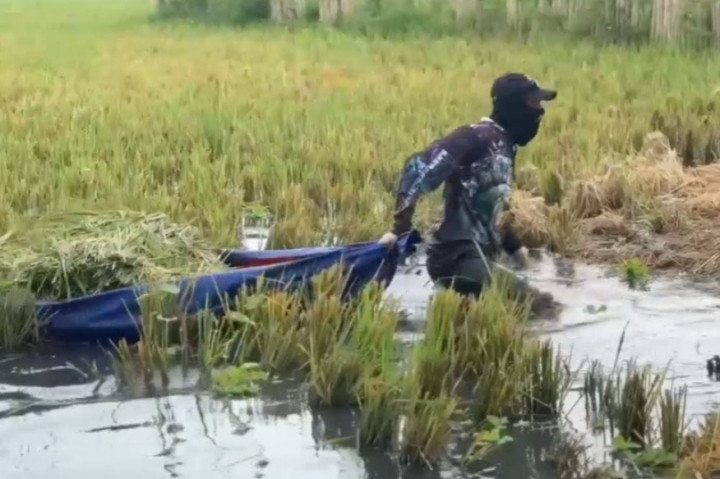 Salah satu petani, Ebon, mengatakan dirinya bersama petani lainnya harus bersusah payah melewati banjir setinggi 80 sentimeter untuk memotong padi yang telah terendam air.