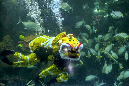 Atraksi barongsai tersebut dilakukan di dalam akuarium utama yang memiliki kedalaman hingga 6 meter dan di tengah ribuan ikan.