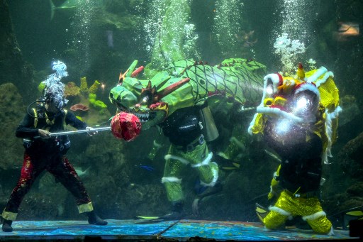 Barongsai beraksi menghibur pengunjung di akuarium Sea World Ancol, Jakarta, Kamis, 23 Januari 2025. 