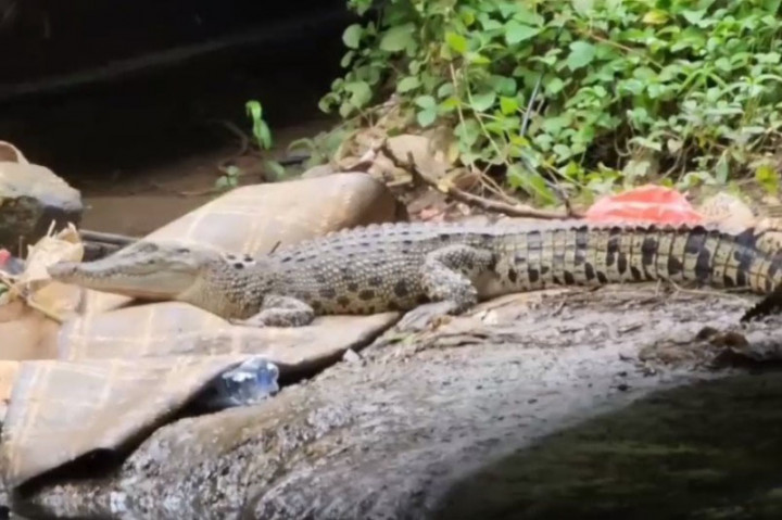 Selain muncul di permukaan air, buaya yang memiliki corak coklat bintik hitam ini juga terlihat di bawah jembatan.