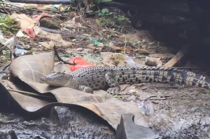 Seekor buaya muncul di Kali Cengkareng Drain, Pantai Indah Kapuk, Penjaringan, Jakarta Utara. Buaya yang diperkirakan memiliki panjang sekitar dua meter itu, kerap muncul ke permukaan saat siang hari.