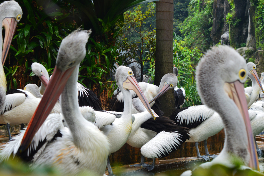 Mulai dari gajah, jerapah, hingga burung pelikan yang eksotis.