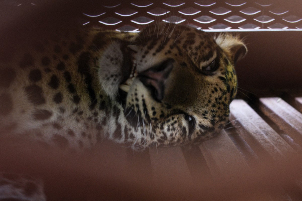 Tim gabungan melakukan evakuasi terhadap seekor macan tutul yang ditemukan berada dari dalam Hotel Anugerah di Jalan Padasaluyu, Kecamatan Sukasari, Kota Bandung, Jawa Barat.
