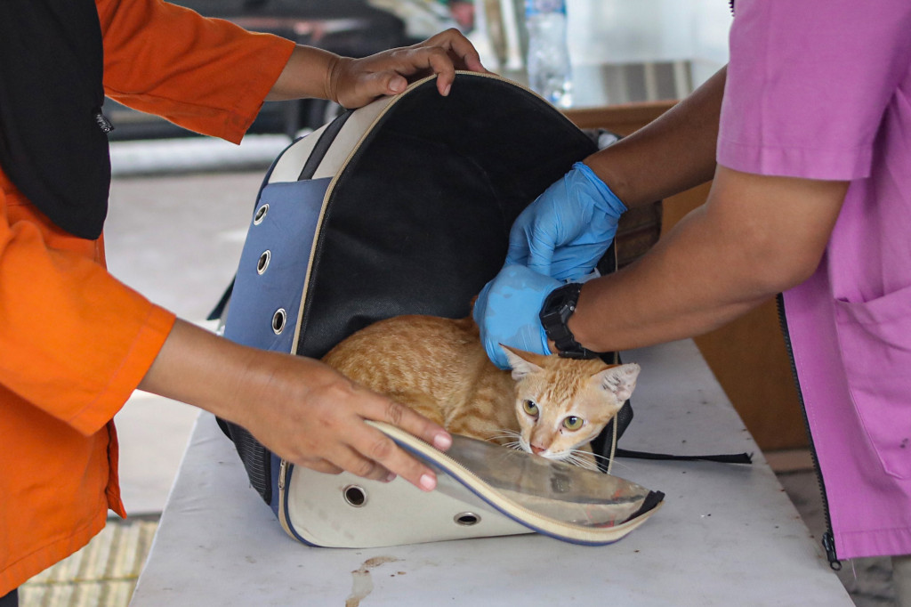 Petugas Suku Dinas Ketahanan Pangan, Kelautan dan Pertanian (Sudin KPKP) Kota Jakarta Barat menyuntikkan vaksin anti-rabies terhadap kucing peliharaan warga dan kucing liar di pemukiman padat penduduk di Jembatan Lima, Jakarta Barat, Selasa, 7 April 2026. 