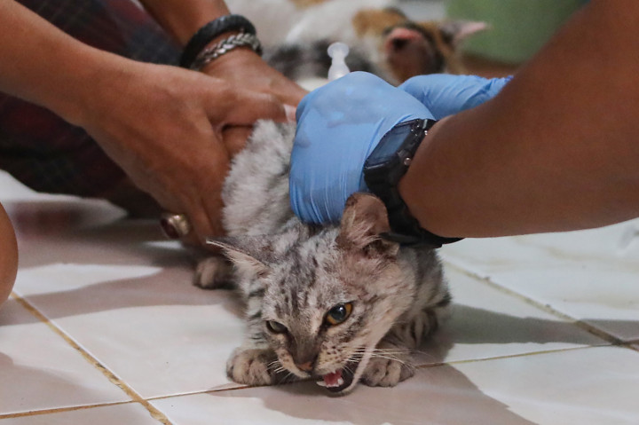 HPR seperti kucing, anjing, monyet, dan musang sepanjang 2026 untuk mempertahankan status Jakarta bebas rabies.