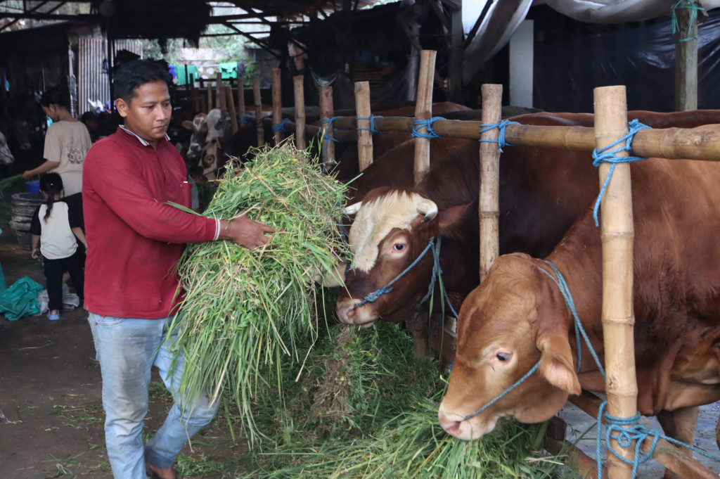 Pedagang memberi pakan sapi kurban di kawasan Pondok Aren, Tangerang Selatan, Banten, Selasa, 12 Mei 2026. 