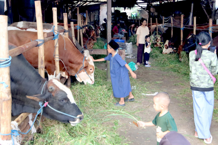 
Tahun ini pedagang mendatangkan sebanyak 30 ekor sapi limosin asal Kediri, Jawa Timur, yang dijual dengan harga berkisar Rp25 juta hingga Rp50 juta per ekor.