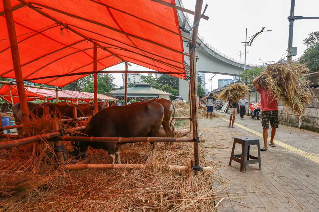 Pekerja memberi pakan pada hewan kurban sapi di lapak penjuaan hewan kurban di kawasan Simpang Kuningan, Gatot Subroto, Jakarta Selatan, Jumat, 15 Mei 2026. 
