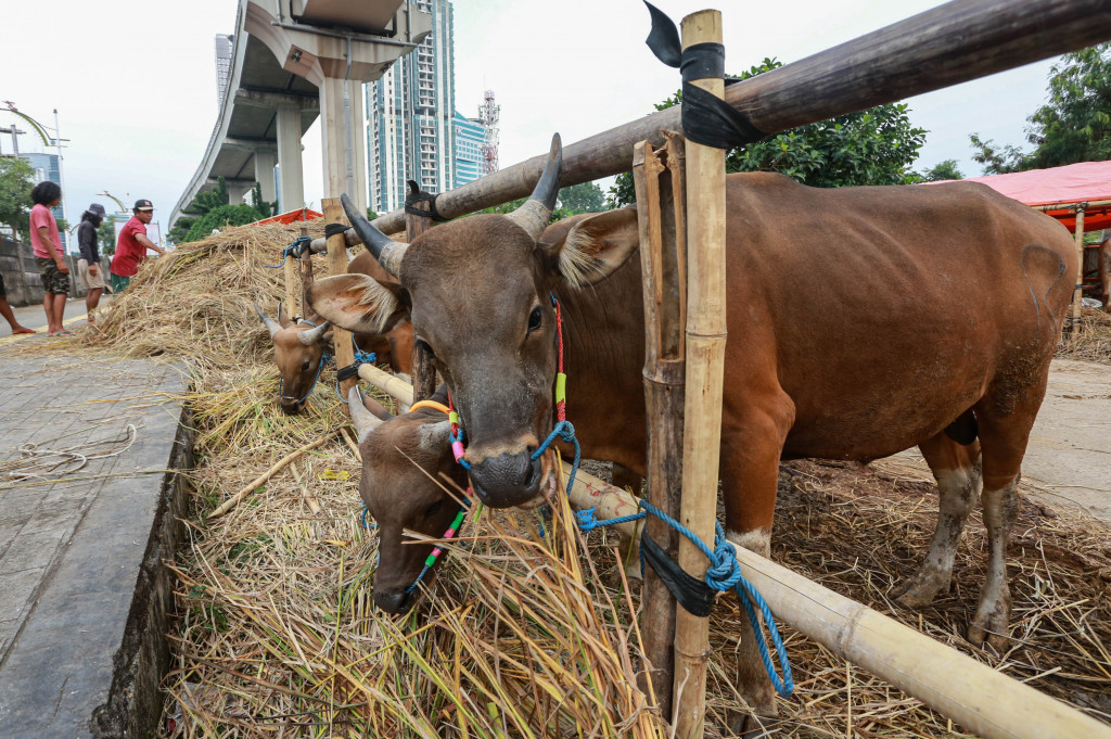 Penjual menawarkan berbagai sapi dengan bobot 210 kg - 530 kg. Harga yang ditawarkan pada berkisar Rp 18 juta hingga Rp 60 juta, tergantung pada berat masing-masing sapi.